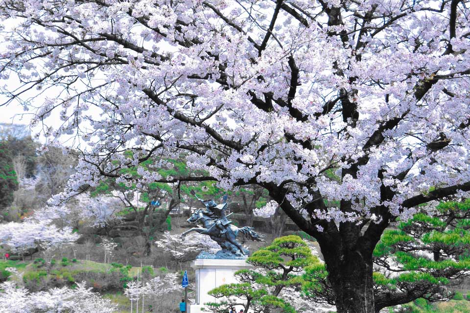公園の桜と菊池武光公騎馬像
