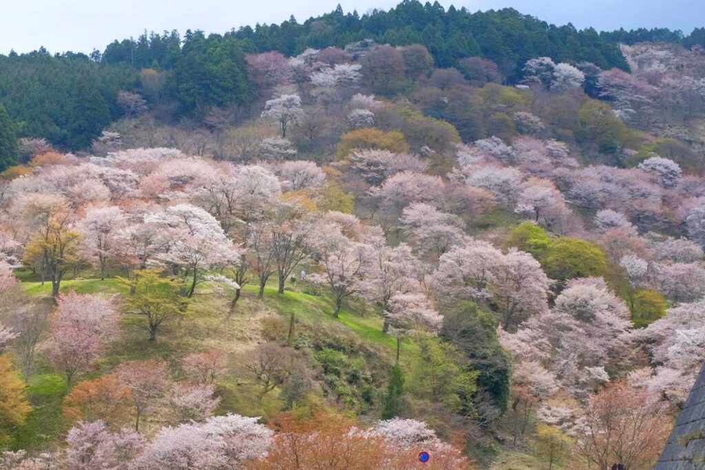 吉野町　桜